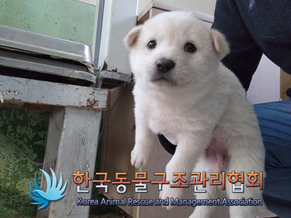 한국동물구조관리협회_441404202400629